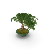 Small Bonsai in Pot PNG & PSD Images