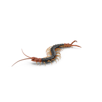 Giant Desert Centipede Scolopendra Heros Crawling PNG & PSD Images