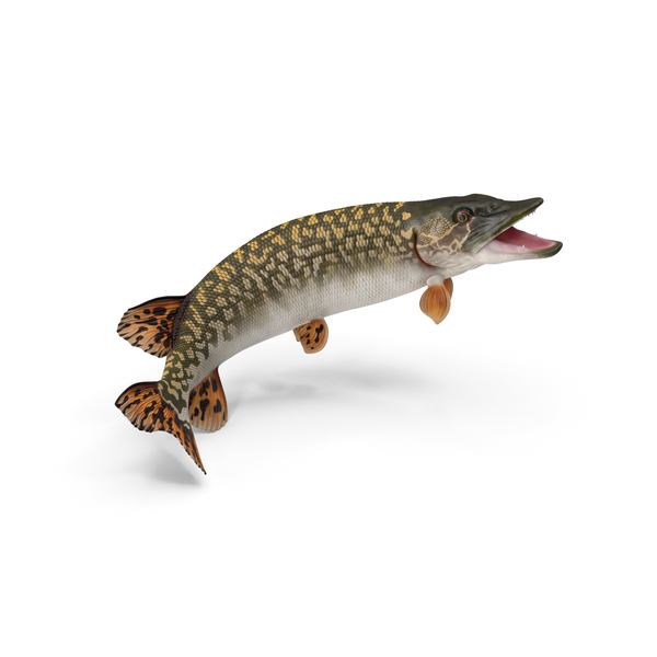 Pike Fish Jump Out Pose PNG & PSD Images