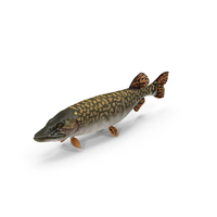 Pike Fish Swimming Pose PNG & PSD Images