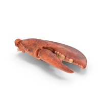 Cooked Lobster Claw PNG & PSD Images