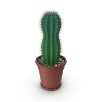 Cactus PNG & PSD Images