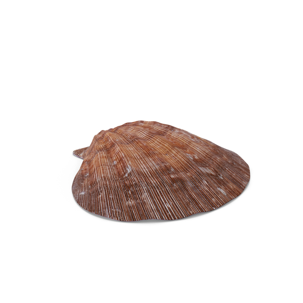 Seashell PNG & PSD Images
