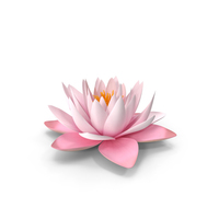 Blooming Nymphaea Colorado Pink Lily PNG & PSD Images