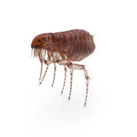 Flea Insect PNG & PSD Images