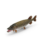 Northern Pike PNG & PSD Images