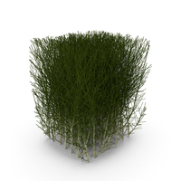 Square Bush PNG & PSD Images