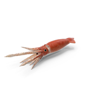 Arrow Squid Doryteuthis Plei PNG & PSD Images