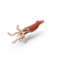 Doryteuthis Plei Arrow Squid PNG & PSD Images