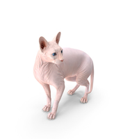 Sphynx Cat Cream PNG & PSD Images
