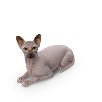 Dark Cream Sphynx Cat Lying Pose PNG & PSD Images