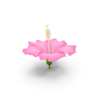 Hibiscus Flower Pink PNG & PSD Images