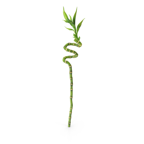 Lucky Bamboo Stem PNG & PSD Images