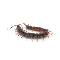 Red Scolopendra Subspinipes PNG & PSD Images