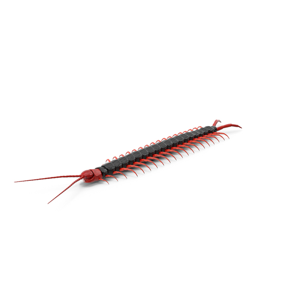 Scolopendra Subspinipes Mutilans PNG & PSD Images