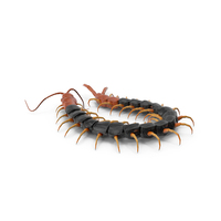 Giant Desert Centipede Scolopendra Heros PNG & PSD Images