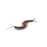 Scolopendra Subspinipes Crawling PNG & PSD Images