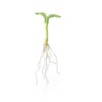 Sprout Root PNG & PSD Images