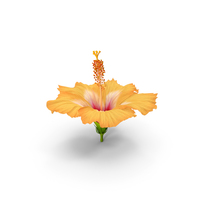 Blooming Hibiscus Flower Orange PNG & PSD Images