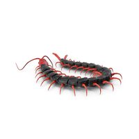 Chinese Red Headed Centipede PNG & PSD Images