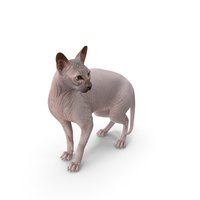 Dark Solid Color Sphynx Cat PNG & PSD Images