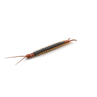 Giant Desert Centipede PNG & PSD Images