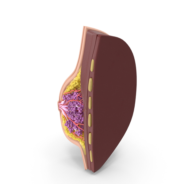 Mammary Glands PNG & PSD Images