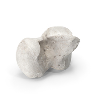Talus Bone White PNG & PSD Images