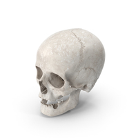 Human Female Skull With Jaw Damaged White PNG & PSD Images