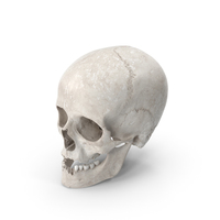 Human Female Skull With Jaw Damaged White PNG & PSD Images