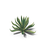 Agave Americana Century Plant PNG & PSD Images