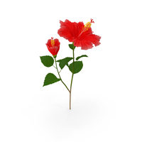 Hibiscus Branch with Flower Red PNG & PSD Images