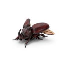 Oryctes Nasicornis Rhinoceros Beetle with Fur PNG & PSD Images