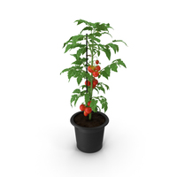 Red Organic Tomato Plant PNG & PSD Images
