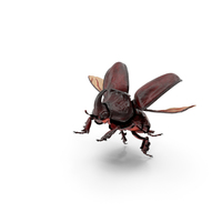 Rhinoceros Beetle Oryctes Nasicornis Flying with Fur PNG & PSD Images