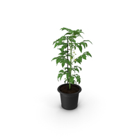 Tomato Plant Pot with Flowers Fur PNG & PSD Images