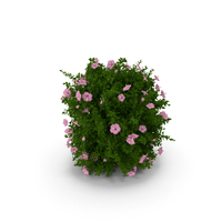 Blooming Hibiscus Bush Pink PNG & PSD Images