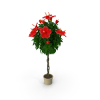 Braided Hibiscus Plant Red PNG & PSD Images