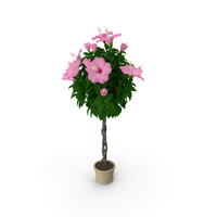 Braided Hibiscus Tree in Pot Pink PNG & PSD Images