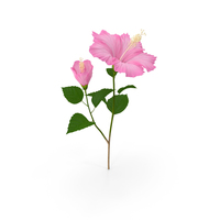 Flowering Hibiscus Stem Pink PNG & PSD Images