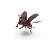 Rhinoceros Beetle Oryctes Nasicornis Flying PNG & PSD Images