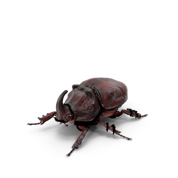 Rhinoceros Beetle Oryctes Nasicornis Standing with Fur PNG & PSD Images