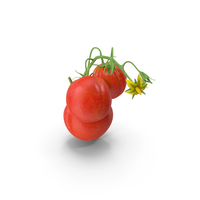 Tomato Branch with Red Tomatoes PNG & PSD Images