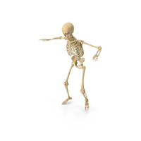 Real Human Female Skeleton PNG & PSD Images