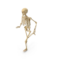 Real Human Female Skeleton Running PNG & PSD Images