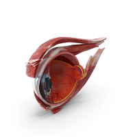 Cross-Section of the Human Eye Right Part PNG & PSD Images
