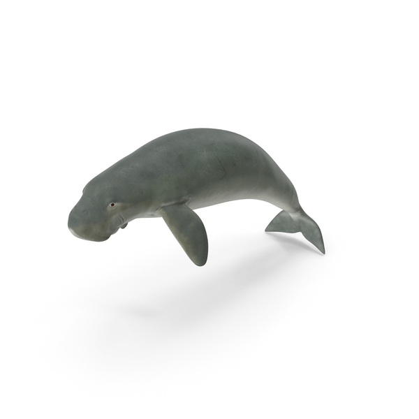 Dugong Swimming Pose PNG & PSD Images