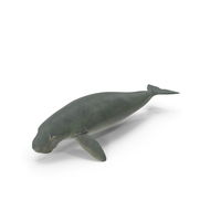 Dugong PNG & PSD Images
