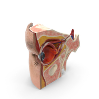 Eye Anatomy Cross-Section Right PNG & PSD Images