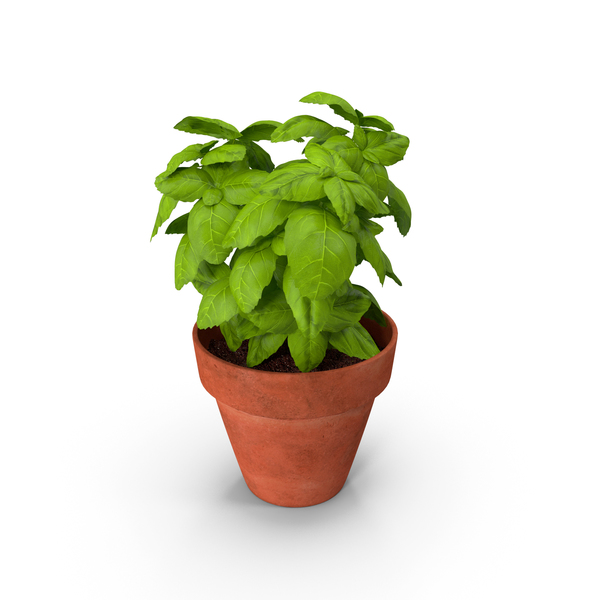 Fresh Basil Herb in a Pot PNG & PSD Images